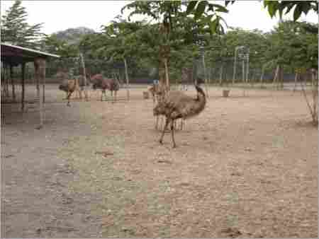 EMU Farm Development