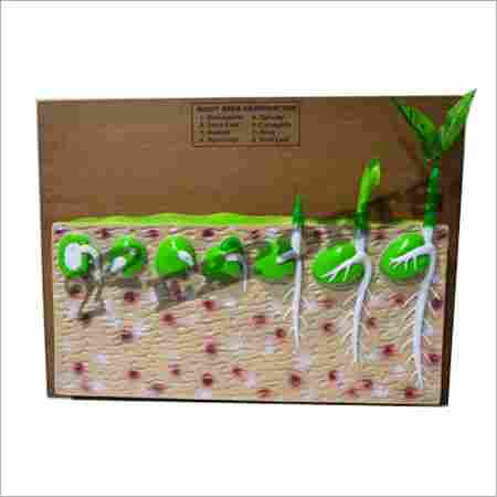 Dicot Seed Germination Model