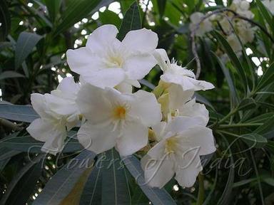  सफेद अराली के फूल 