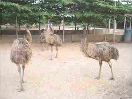 Emu Farm Training