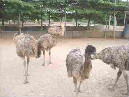 Emu Farming Service