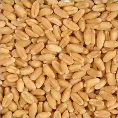 ASIAN Wheat