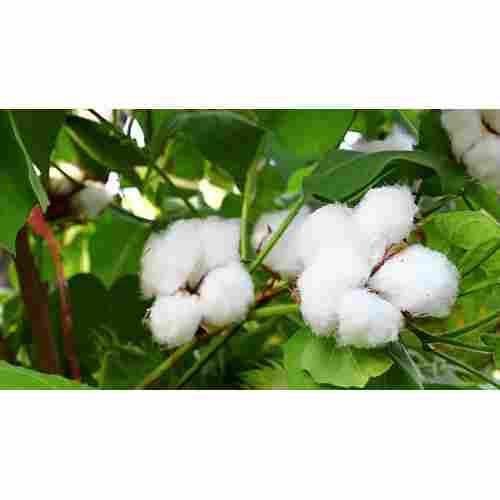 Amravati Raw Cotton