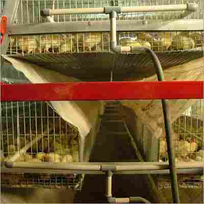A Type Chick Cages