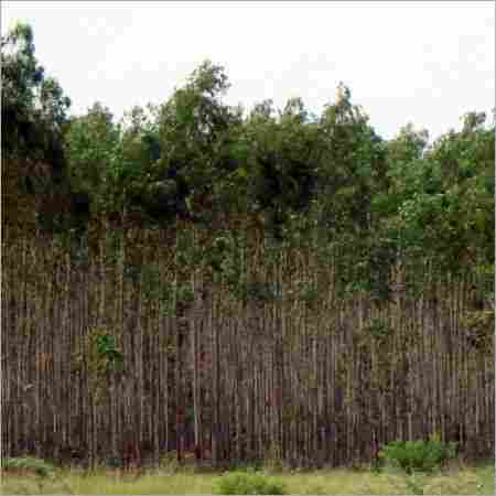 Eucalyptus Clone Plants