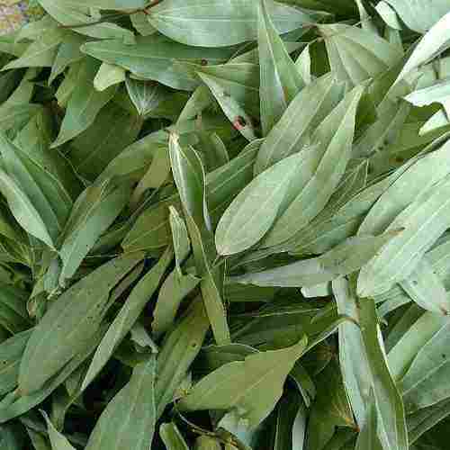 Dried Indian Bay Leaves