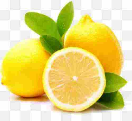 Fresh Organic Juicy Lemon 