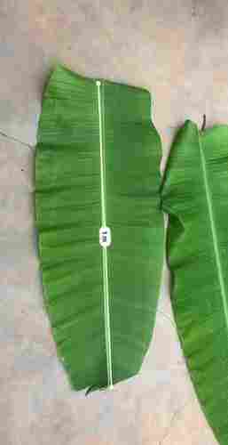 Pure Natural Banana Leaf