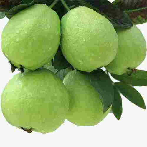 High Nutrition Fresh Guava