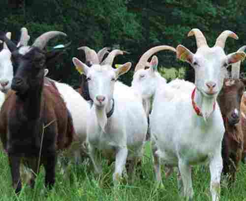 Goat Farming Project Development Services