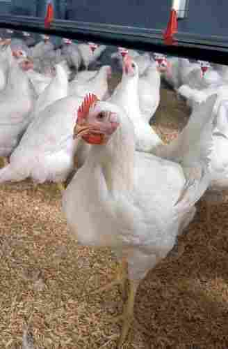 White Poultry Broiler Chicken