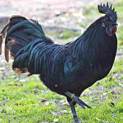 Black Fresh Kadaknath Chicken