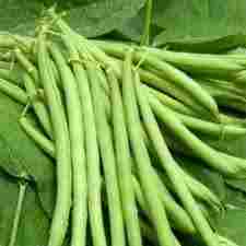 Organic French Beans for Cooking
