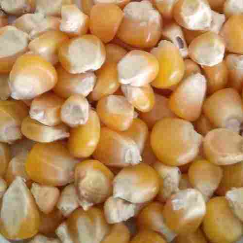 Rich in Protein Yellow Maize 