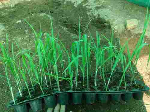 Green Sugar Cane Seeds