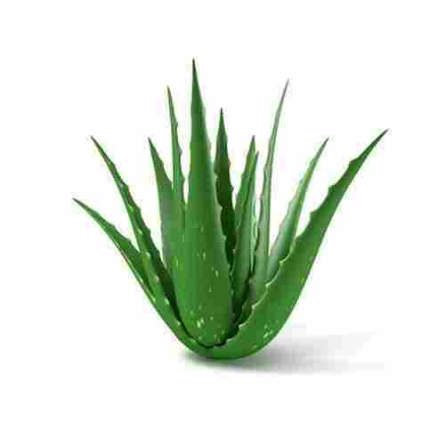 Alkaline Aloe Vera Plant
