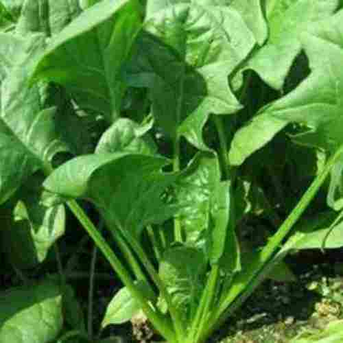 Tej-Hari Rani Palak Seed (Spinach)