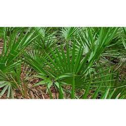 Fresh Herbs Saw Palmetto Extract