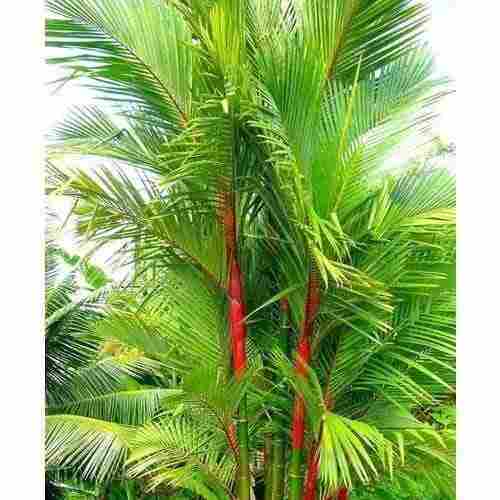 Natural Palm Tree