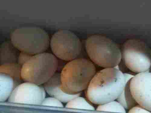 White Colored Kadknath Eggs