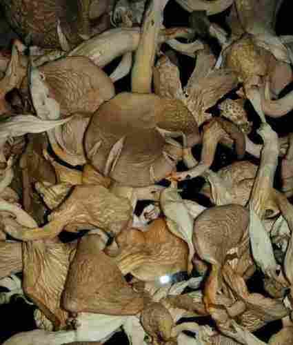 Fresh Natural Dry Mushroom