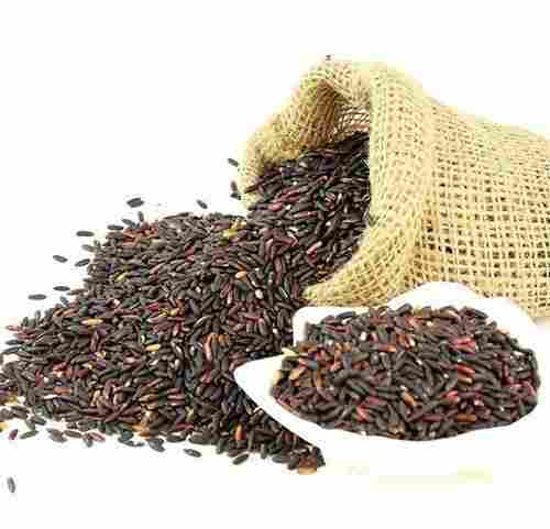 Natural Black Rice Seeds for Agriculture