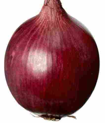 Farm Fresh Red Onion