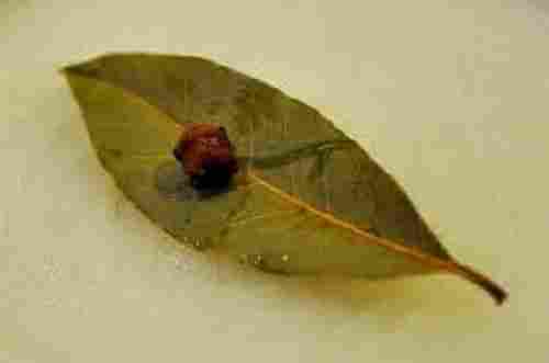 Natural Dried Clove Leaf