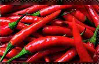 Fresh Dark Red Chili