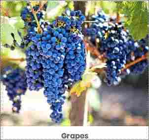 Delicious Taste Blue Grapes