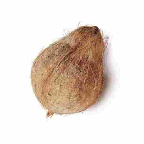 Fresh Brown Semi Husked Coconut