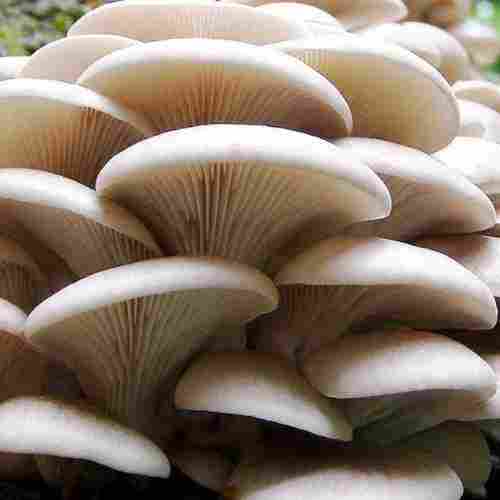 Fresh Natural Oyster Mushroom