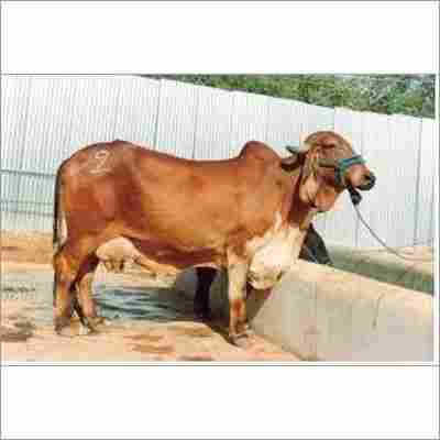 Healthy Indian High Fertility Sahiwal Cow
