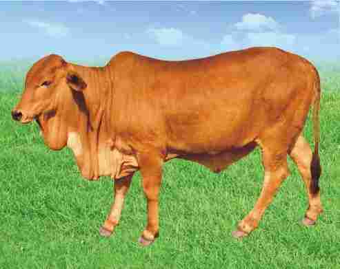 High Milk Yielding Sahiwal Cow