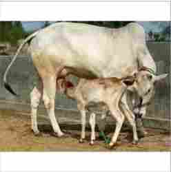 Live Haryana Cow For Dairy