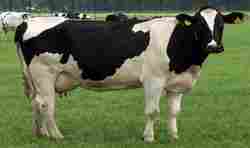 Spotted Color Holstein Friesian Cow