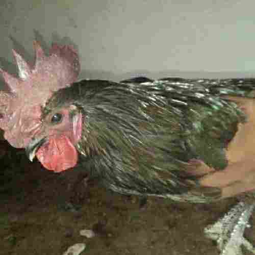 Kadaknath Chicken For Farming