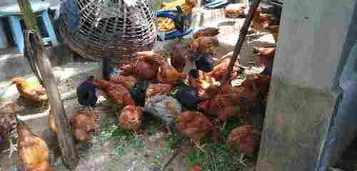 Country Chicken For Farming