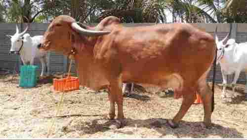 Healthy Brown Gir Cow