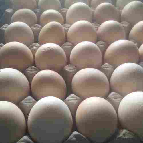 Best Price Fresh Tapil Eggs