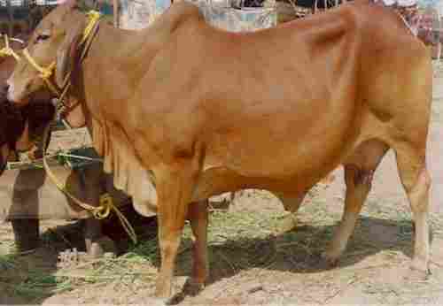 Brown Sahiwal Cow For Dairy