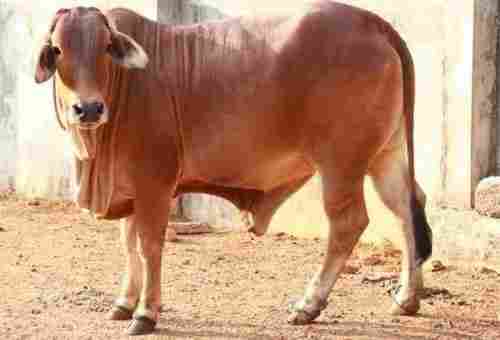 Sahiwal Cow For Dairy Farming