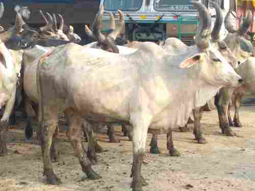 Kankrej Cow Supplier In India