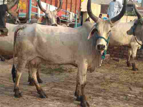 Kankrej Cow Trader In Haryana