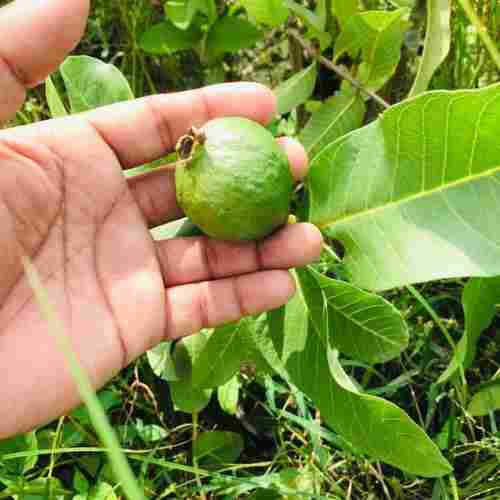 G Bilas Guava Plant