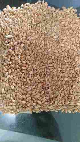 Russia Ukraina Wheat Grain