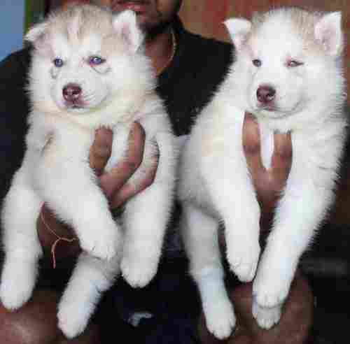 White Lively Pet Dogs