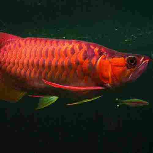 Chill Red Arowana Fish