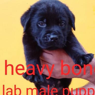 Labrador High Breeds Labra Dog Puppies