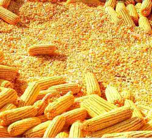 Rich in Protein Makka (Maize)